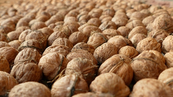 Biologico, Alleanza cooperative: scongiurato rischio di de-certificazione per la frutta in guscio